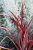 PHORMIUM DAZZLER & ARTEMISIA LUDOVICIANA SILVER KING