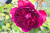 ROSA WILLIAM SHAKESPEAR (AUSROYAL)