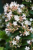 ABELIA CHINENSIS