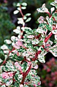 BERBERIS THUNBERGII STARBURST