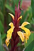 CAUTLEYA SPICATA ROBUSTA