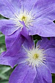 CLEMATIS DIANAS DELIGHT (EVIPO026)