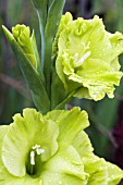 GLADIOLUS GREEN STAR