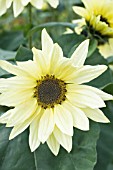 HELIANTHUS ANNUUS BUTTER CREAM