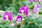 POLYGALA MYRTIFOLIA BIBI PINK (POLYLAP)