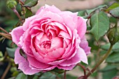 ROSA ALAN TITCHMARSH (AUSJIVE)