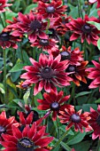 RUDBECKIA CHERRY BRANDY