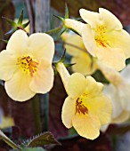 ACHIMENES YELLOW BEAUTY