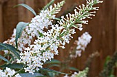 BUDDLEJA WHITE BALL