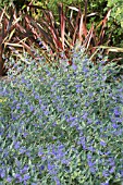 CARYOPTERIS CLANDONENSIS BLUE MIST & PHORMIUM DAZZLER