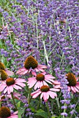 ECHINACEA PURPUREA & PEROVSKIA ATRIPLICIFOLIA