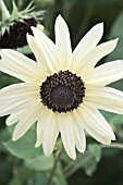 HELIANTHUS ITALIAN WHITE