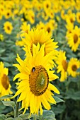 HELIANTHUS ANNUUS