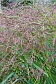 PANICUM WARRIOR