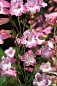 PENSTEMON HEWELLS PINK BEDDER