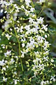 THALICTRUM DELAVAYI ALBUM