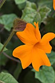 THUNBERGIA GREGORII MANGO