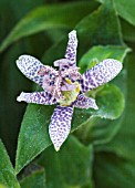 TRICYRTIS HIRTA