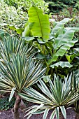 YUCCA FILAMENTOSA VARIEGATA & MUSA BASJOO