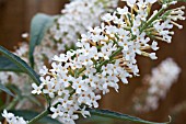 BUDDLEJA WHITE BALL