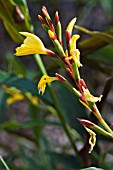 CAUTLEA CATHARTII TENZINGS GOLD