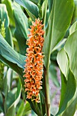 HEDYCHIUM DENSIFLORUM ASSAM ORANGE