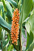 HEDYCHIUM DENSIFLORUM ASSAM ORANGE