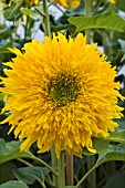 HELIANTHUS DOUBLE QUICK ORANGE