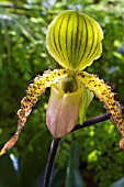 PAPHIOPEDILUM  PINOCCHIO