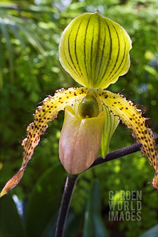 PAPHIOPEDILUM__PINOCCHIO