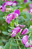 POLYGALA MYRTIFOLIA BIBI PINK (POLYLAP)