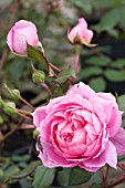 ROSA ALAN TITCHMARSH (AUSJIVE)