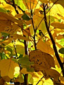 LIRIODENDRON TULIPIFERA (TULIP TREE)