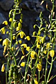 ALBUCA SHAWII