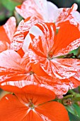 GERANIUM AVENIDA MOSAIC RED