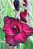 GLADIOLUS BLACK JACK