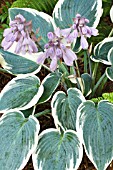 HOSTA BLUE IVORY