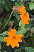 THUNBERGIA GREGORII MANGO