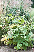 ARALIA CONTINENTALIS