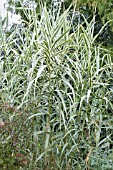 ARUNDO DONAX VERSICOLOR