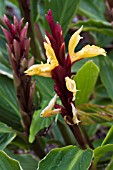 CAUTLEYA SPICATA CRUG CANARY