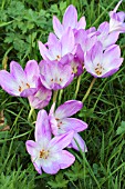 COLCHICUM THE GIANT