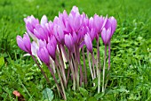 COLCHICUM THE GIANT