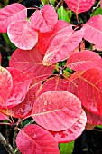 COTINUS COGGYGRIA