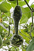 LAGENARIA SICERARIA