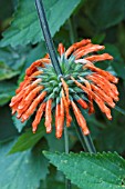 LEONOTIS LEONURUS