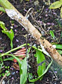 SCLEROTINIA SCLEROTIORUM - SHOWING EXTERNAL COTTON WOOL-LIKE FUNGAL GROWTH ON CLEOME