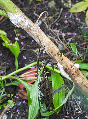 SCLEROTINIA_SCLEROTIORUM__SHOWING_EXTERNAL_COTTON_WOOLLIKE_FUNGAL_GROWTH_ON_CLEOME