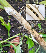 SCLEROTINIA SCLEROTIORUM - SHOWING EXTERNAL COTTON WOOL-LIKE FUNGAL GROWTH ON CLEOME - INSET BLACK RESTING BODIES WITHIN THE STEM