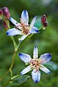 TRICYRTIS HOTOTOGISU